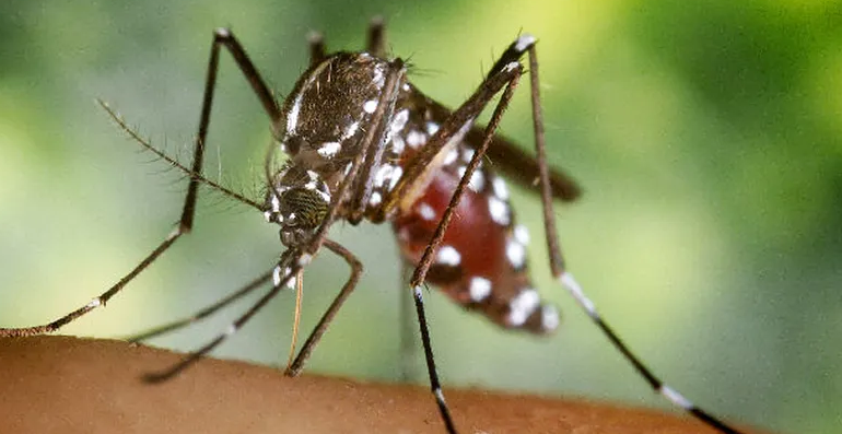  Dengue y Chikungunya
