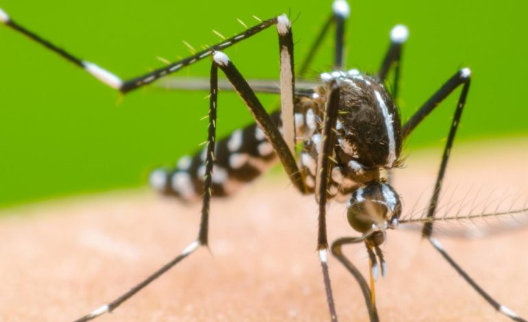  Nueva charla informativa sobre el dengue